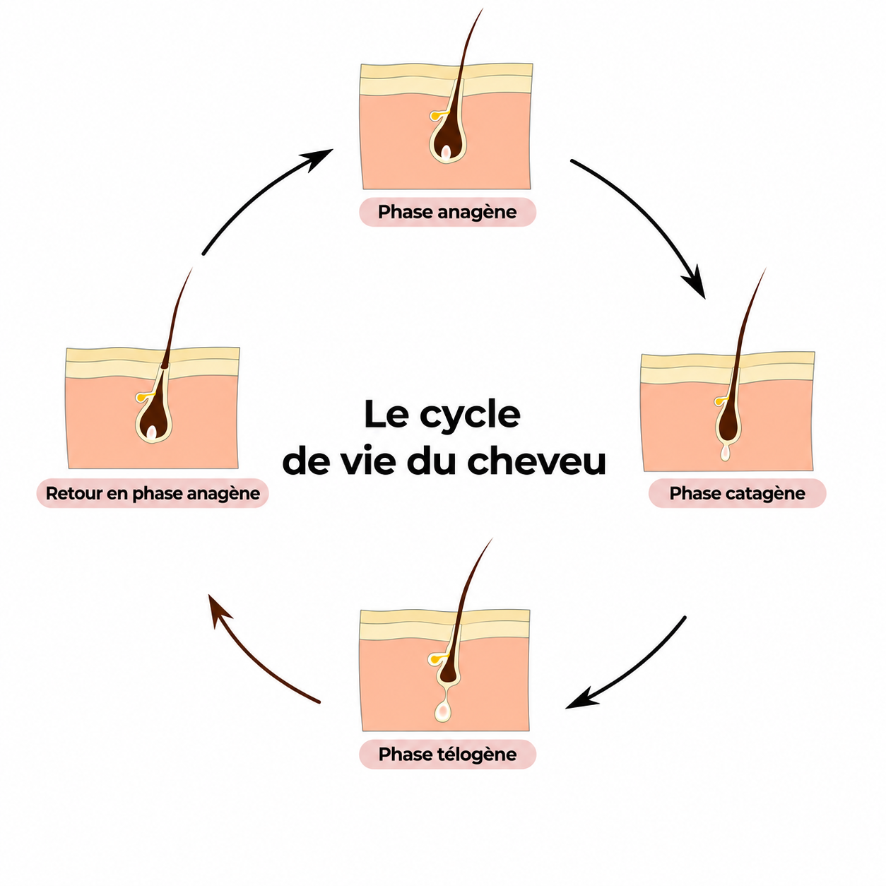 Cycle du poils